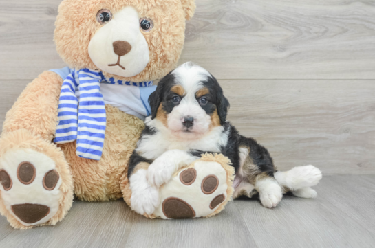 Mini Bernedoodle Pup Being Cute