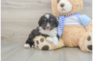 Smart Mini Bernedoodle Poodle Mix Pup