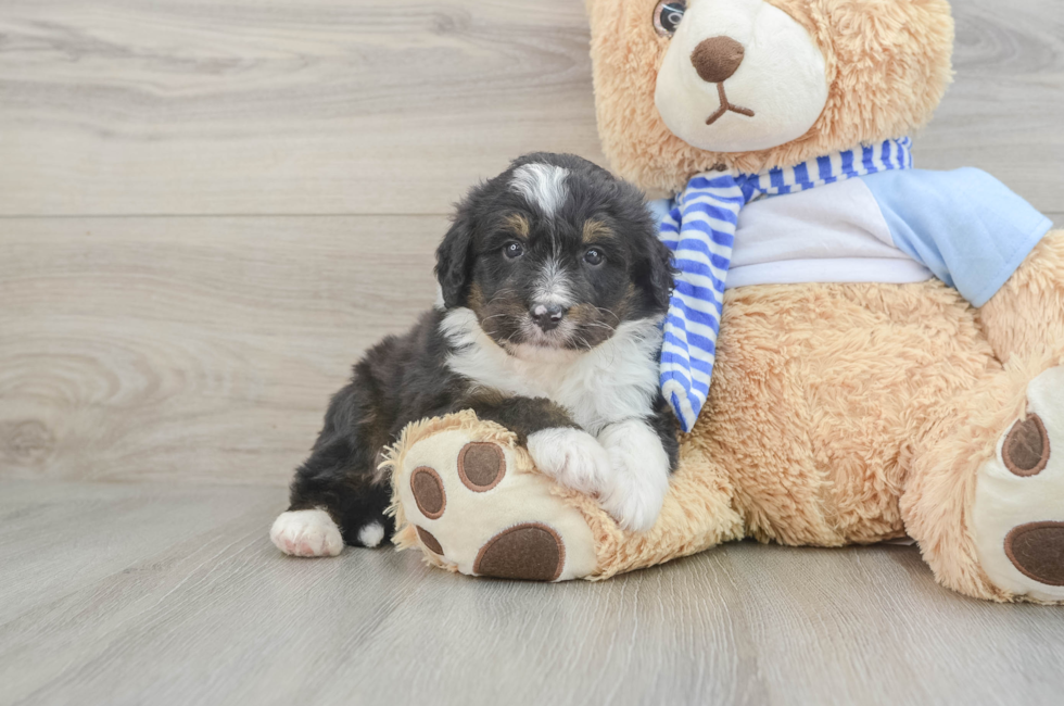 6 week old Mini Bernedoodle Puppy For Sale - Premier Pups