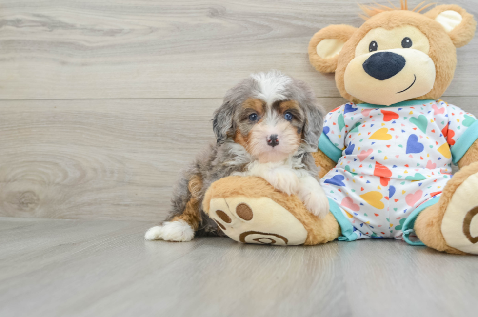 6 week old Mini Bernedoodle Puppy For Sale - Premier Pups