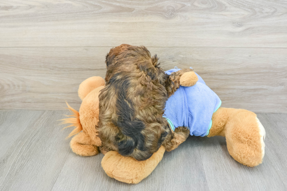 Fluffy Mini Bernedoodle Poodle Mix Pup