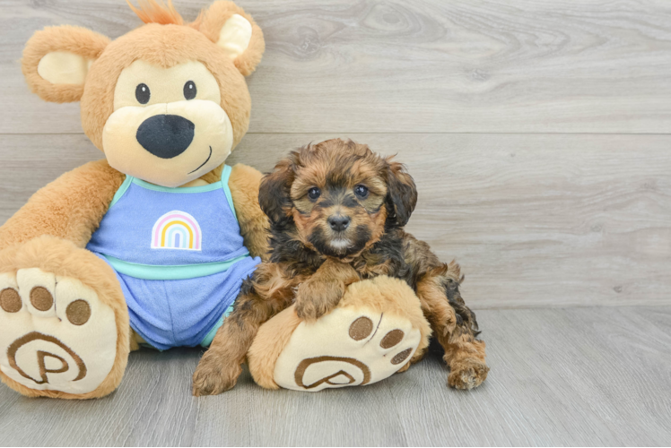 Little Mini Bernese Poodle Poodle Mix Puppy