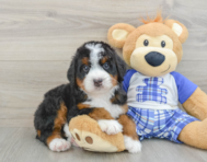 7 week old Mini Bernedoodle Puppy For Sale - Premier Pups