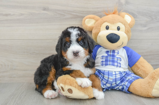 Mini Bernedoodle Puppy for Adoption