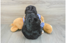 Funny Mini Bernedoodle Poodle Mix Pup