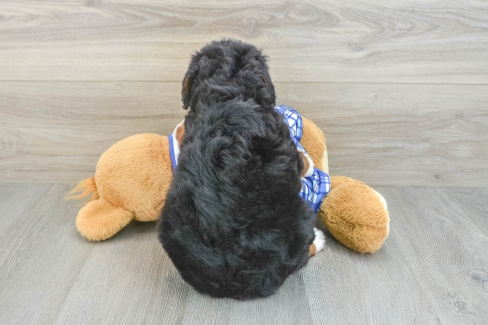 Funny Mini Bernedoodle Poodle Mix Pup