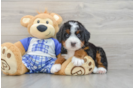 Hypoallergenic Mini Bernepoo Poodle Mix Puppy