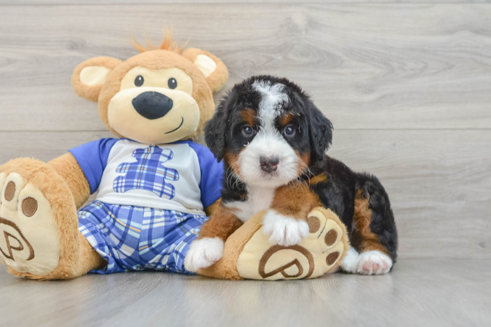 Hypoallergenic Mini Bernepoo Poodle Mix Puppy