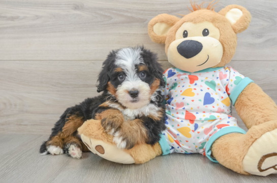 Mini Bernedoodle Pup Being Cute