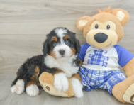 5 week old Mini Bernedoodle Puppy For Sale - Premier Pups