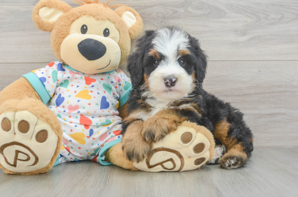 5 week old Mini Bernedoodle Puppy For Sale - Premier Pups
