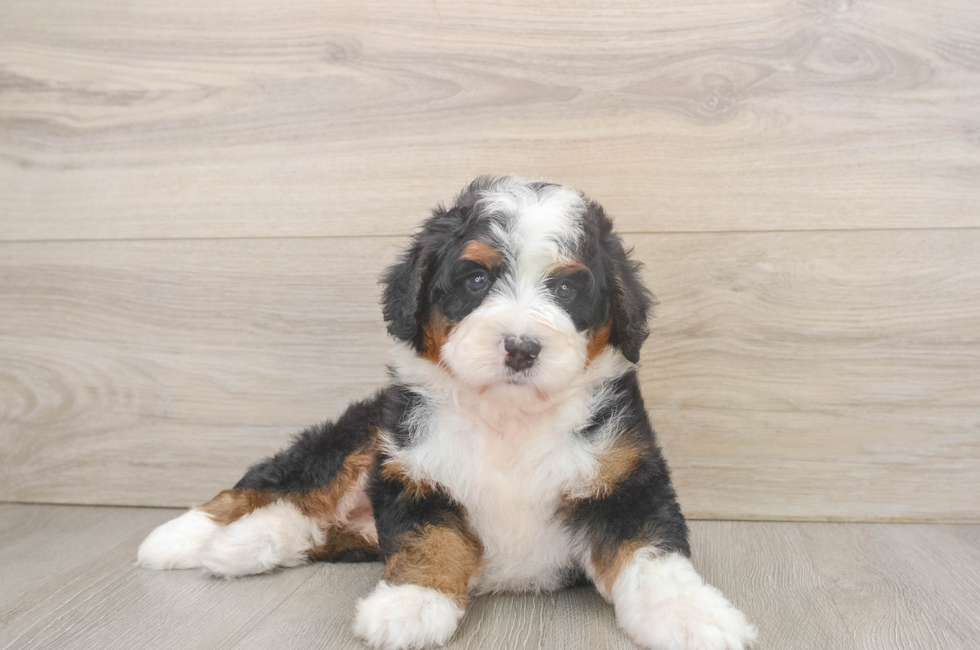 5 week old Mini Bernedoodle Puppy For Sale - Premier Pups