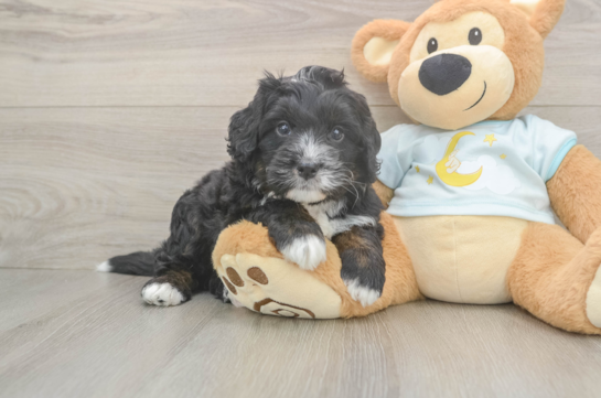 Small Mini Bernedoodle Baby