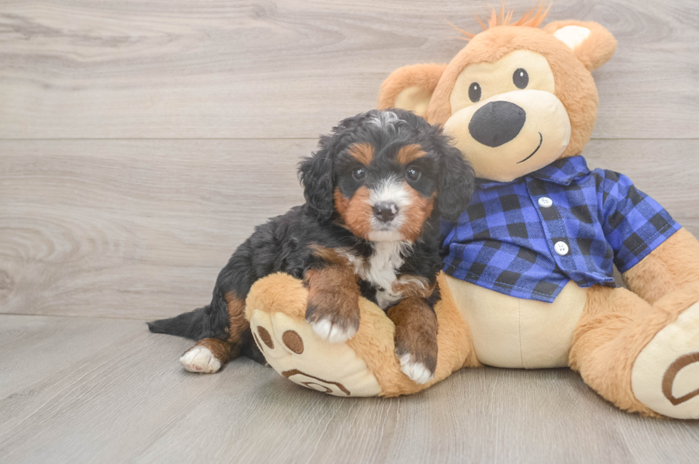 5 week old Mini Bernedoodle Puppy For Sale - Premier Pups