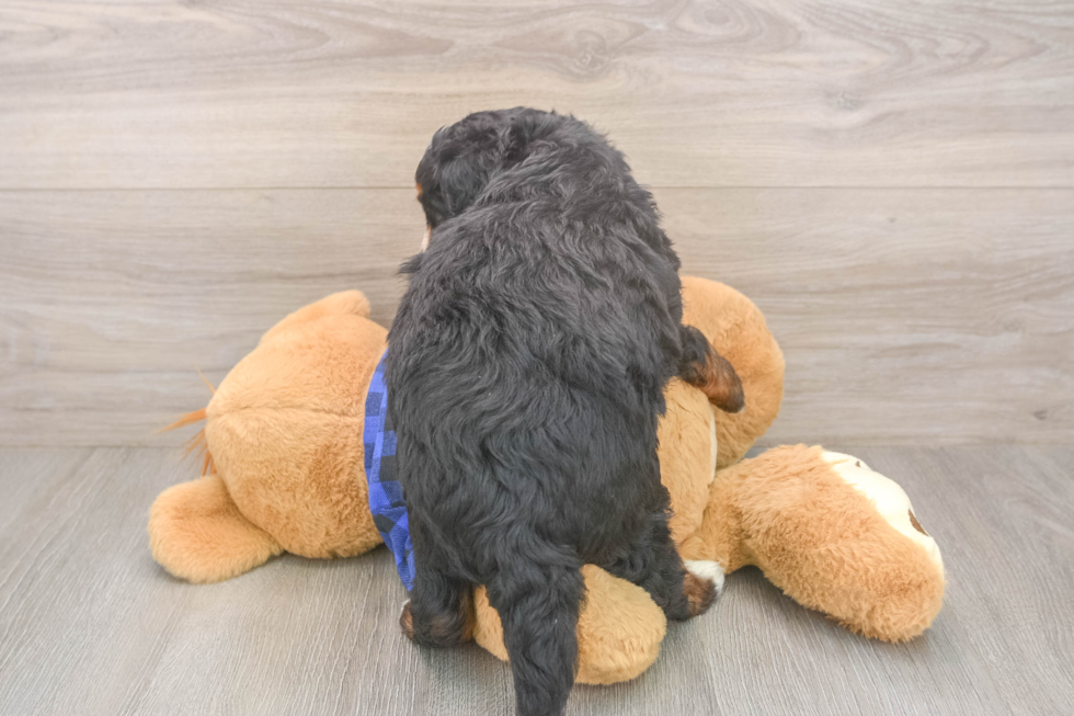 Mini Bernedoodle Puppy for Adoption