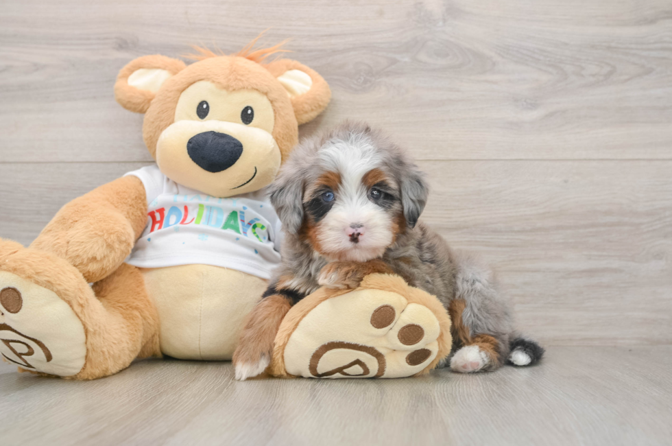 5 week old Mini Bernedoodle Puppy For Sale - Premier Pups
