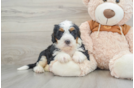 Smart Mini Bernedoodle Poodle Mix Pup