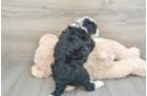 Adorable Mini Bernese Poodle Poodle Mix Puppy