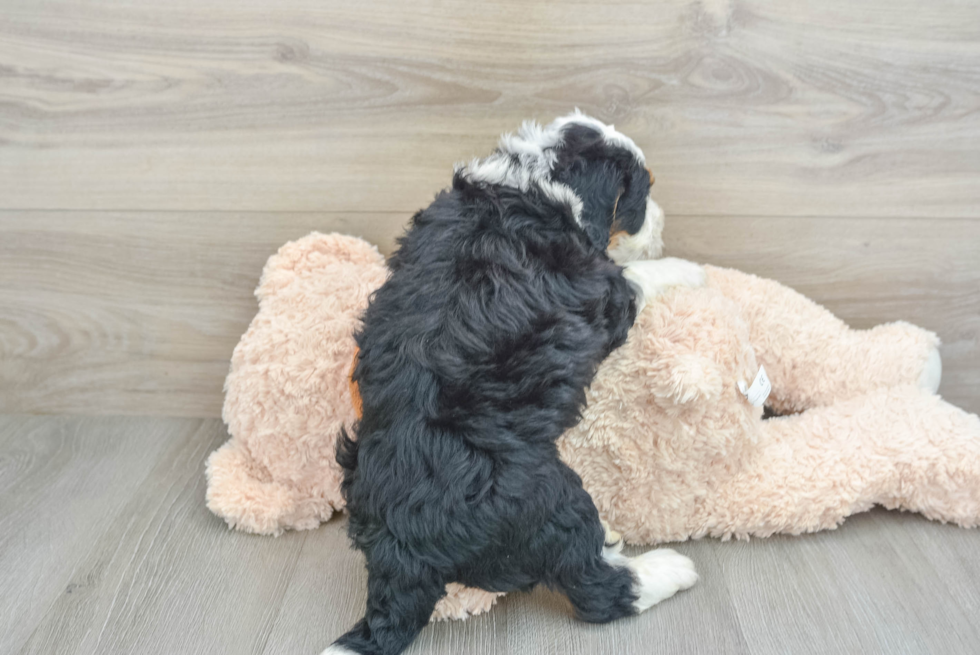 Adorable Mini Bernese Poodle Poodle Mix Puppy