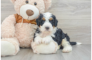 Mini Bernedoodle Puppy for Adoption