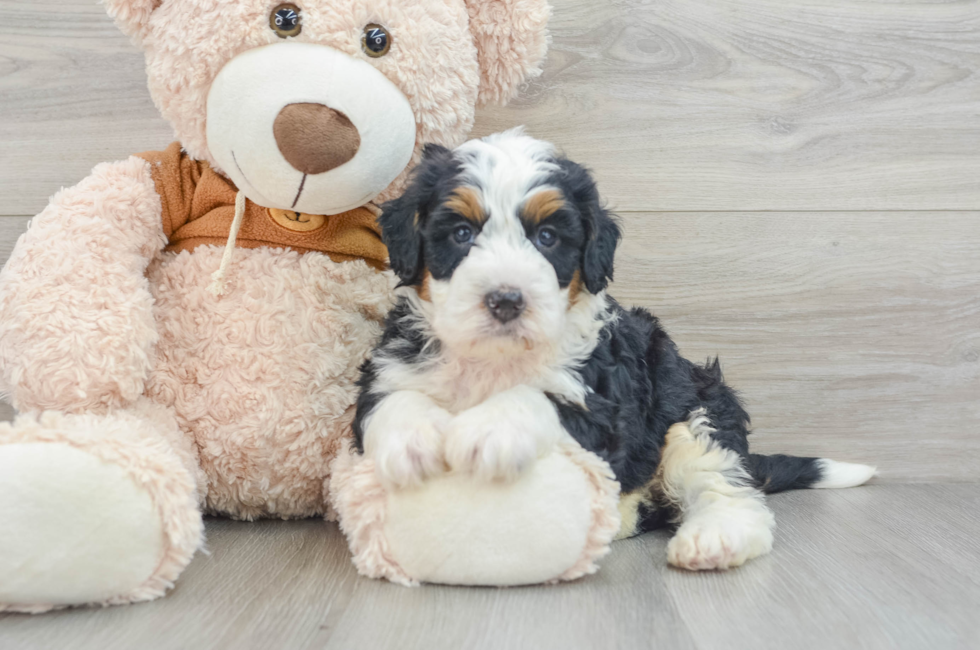 4 week old Mini Bernedoodle Puppy For Sale - Premier Pups