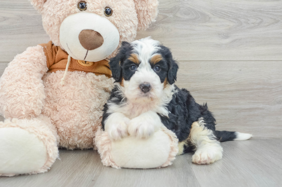 6 week old Mini Bernedoodle Puppy For Sale - Premier Pups