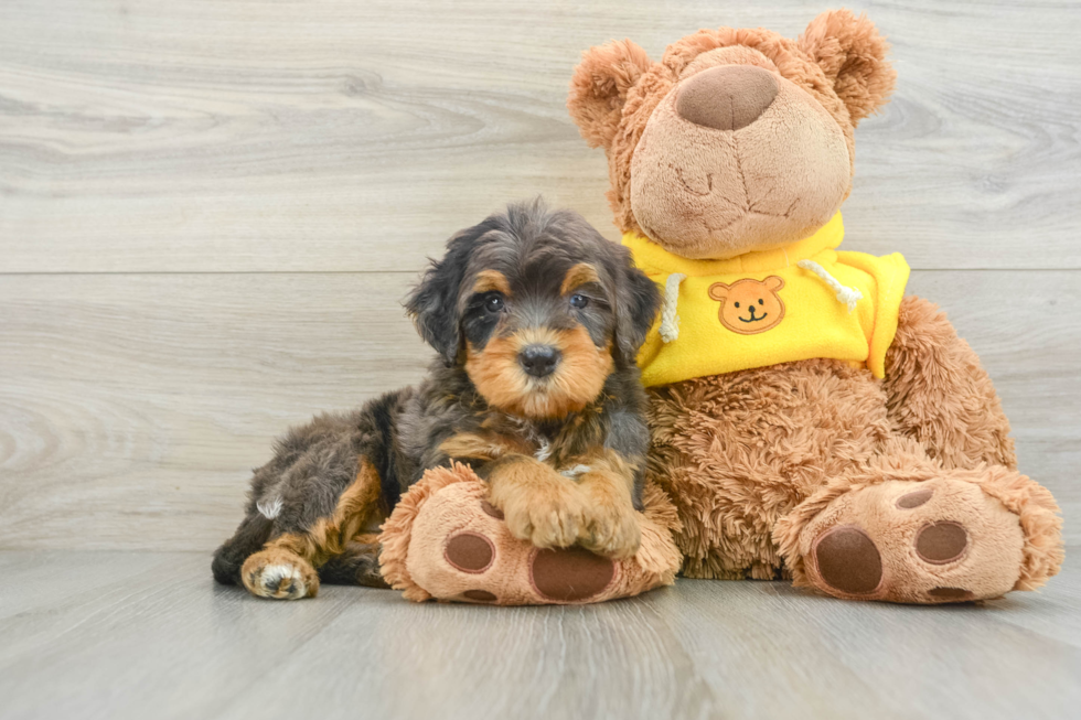 Best Mini Bernedoodle Baby