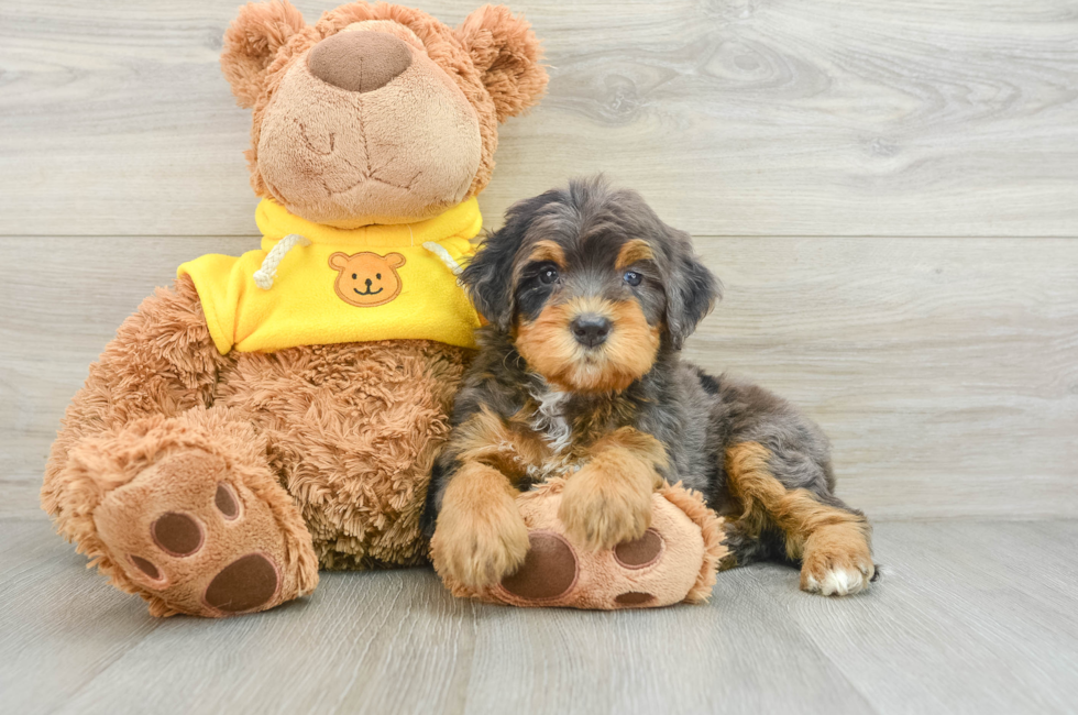 5 week old Mini Bernedoodle Puppy For Sale - Premier Pups