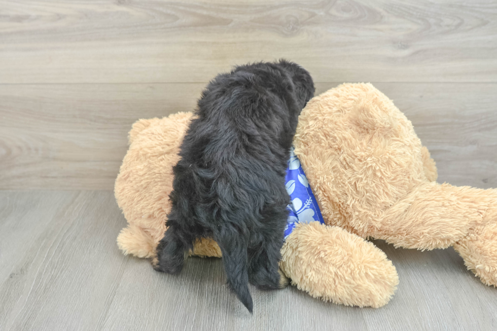 Mini Bernedoodle Pup Being Cute