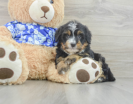 7 week old Mini Bernedoodle Puppy For Sale - Premier Pups