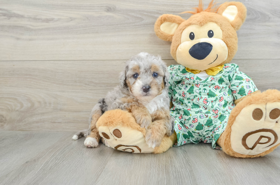 5 week old Mini Bernedoodle Puppy For Sale - Premier Pups