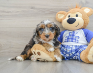 7 week old Mini Bernedoodle Puppy For Sale - Premier Pups