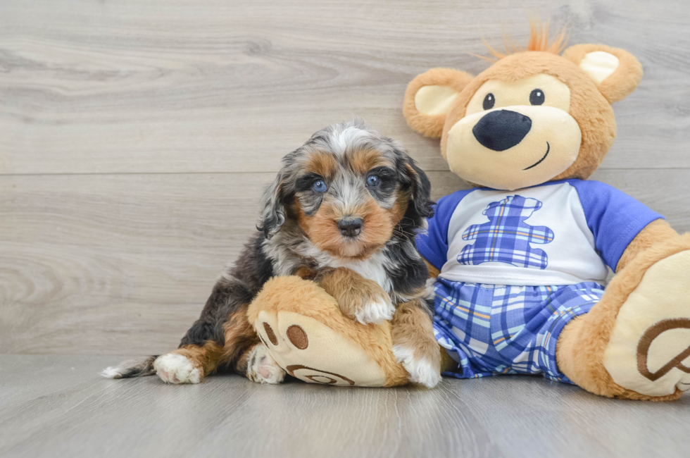 5 week old Mini Bernedoodle Puppy For Sale - Premier Pups