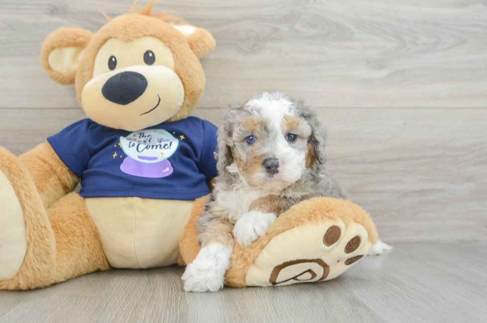 5 week old Mini Bernedoodle Puppy For Sale - Premier Pups