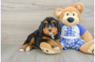 Best Mini Bernedoodle Baby