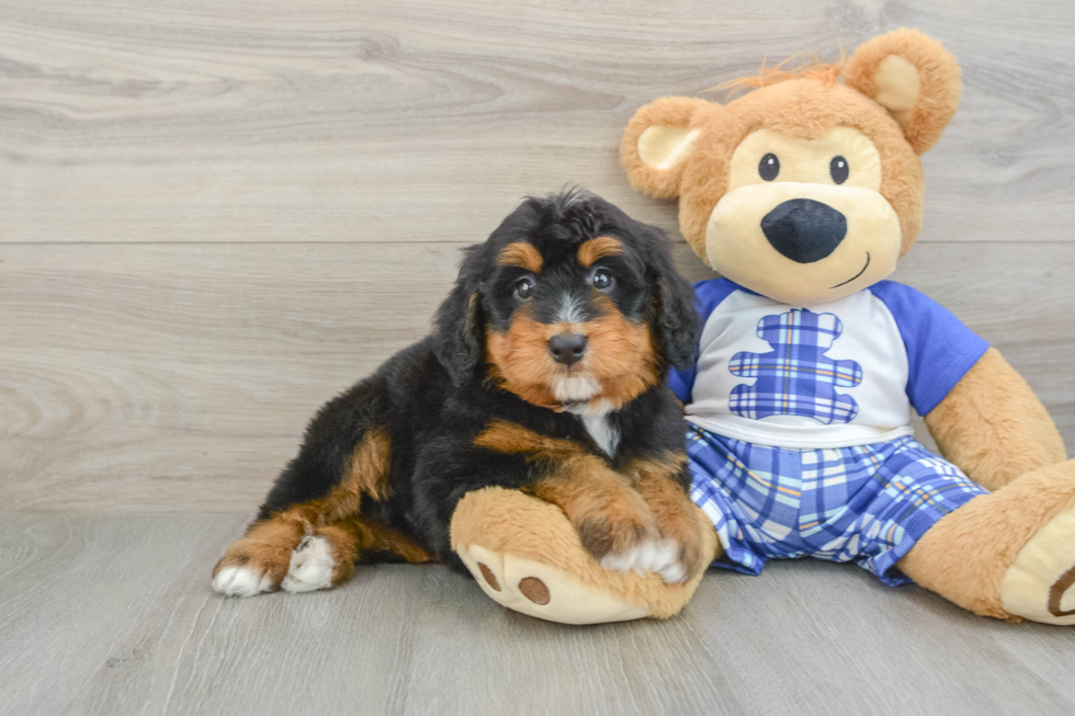 Best Mini Bernedoodle Baby