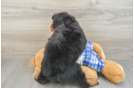 Sweet Mini Bernedoodle Baby