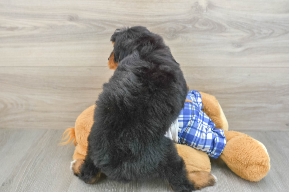 Sweet Mini Bernedoodle Baby