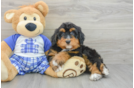 Energetic Mini Bernepoo Poodle Mix Puppy