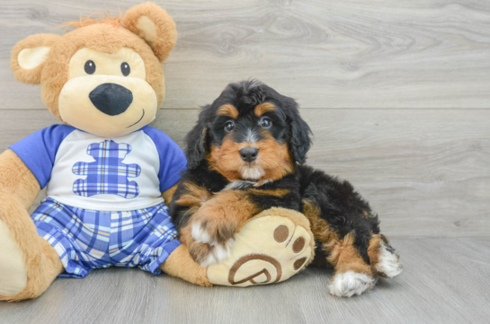 Energetic Mini Bernepoo Poodle Mix Puppy