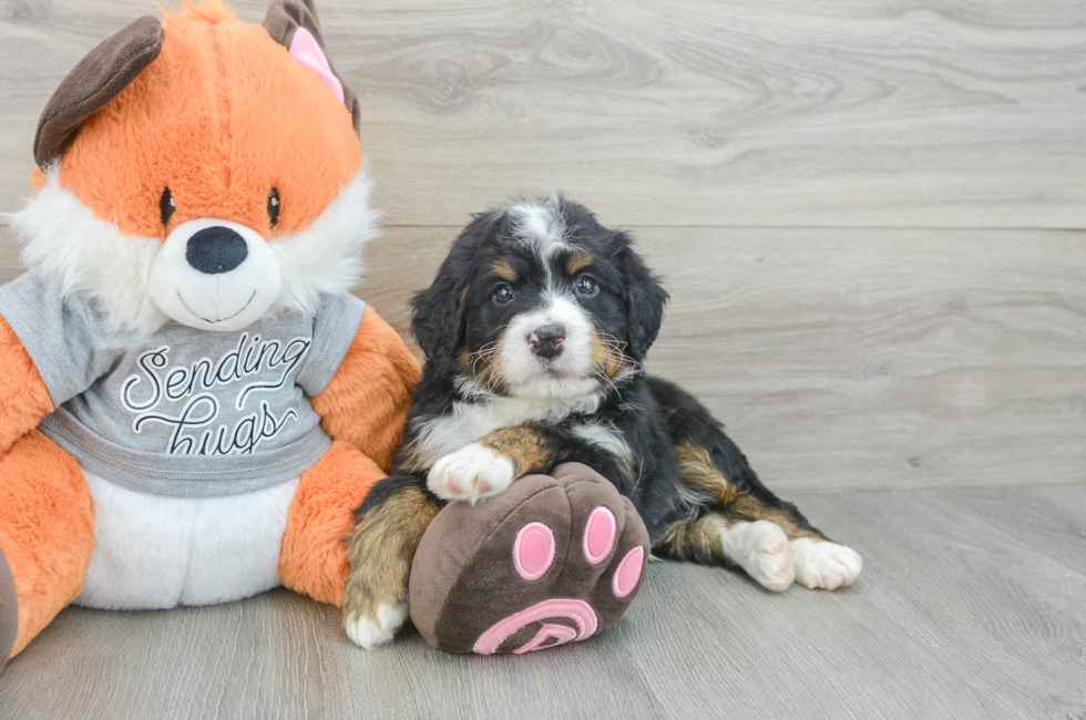5 week old Mini Bernedoodle Puppy For Sale - Premier Pups