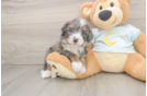 Mini Bernedoodle Pup Being Cute
