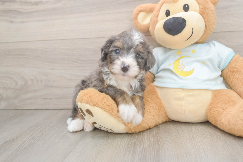 Mini Bernedoodle Pup Being Cute
