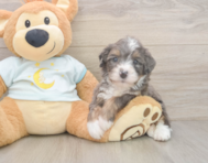 7 week old Mini Bernedoodle Puppy For Sale - Premier Pups