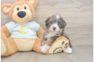 Petite Mini Bernedoodle Poodle Mix Pup