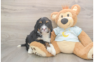 Best Mini Bernedoodle Baby