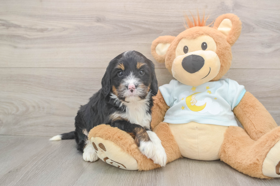 Best Mini Bernedoodle Baby