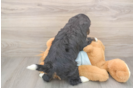 Funny Mini Bernedoodle Poodle Mix Pup