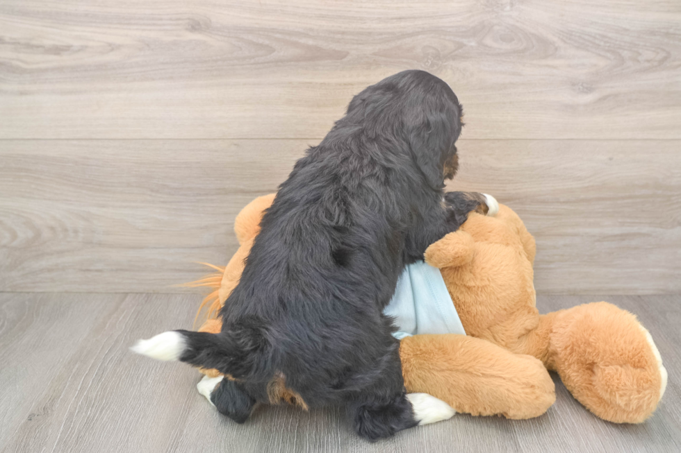 Funny Mini Bernedoodle Poodle Mix Pup