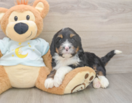 6 week old Mini Bernedoodle Puppy For Sale - Premier Pups